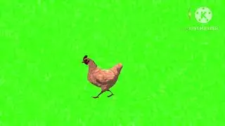 Hen walking and talking green screen