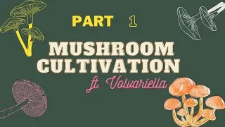 MUSHROOM CULTIVATION (Volvariella) | Part 1| Alvarez
