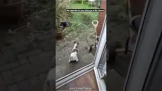 dog video #shorts