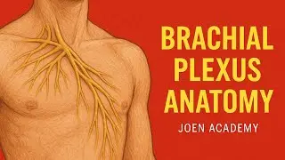 Brachial Plexus Anatomy | Joen Academy