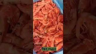 Магаданская креветка