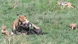 Strong Lioness Chases Jackals Away and Drags Kill Long Distance While Cubs Want to Play