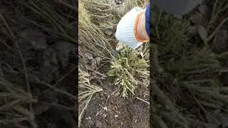 Обрезка Сантолины ранней весной. 03.04.2021