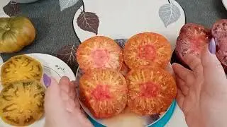🍅Гномы-Борония,Урулу Охра,ДСА.Дегустация.🍅