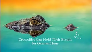 7 Weird Facts About Crocodiles