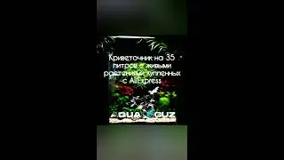 Aquarium/аквариум/shrimp/креветки/живые растения