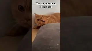 Ну как так? Люди, что вы делаете?! #shortvideo #youtubeshorts