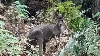 Dwellingup Nanga Mill Campsite