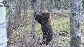 А я вам говорю это тут лишнее 🐻 Медведь-дровосек/Bear Mansur