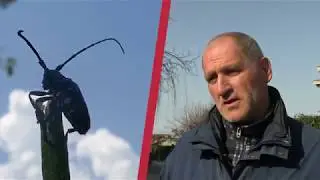 Tarlo asiatico divulgativo