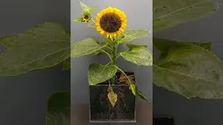Life Cycle Of Sunflower  