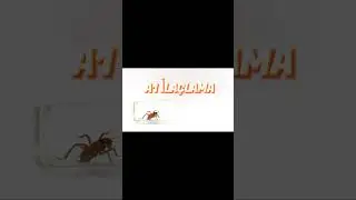 Hamam böceği hangi kokuyu sevmez
