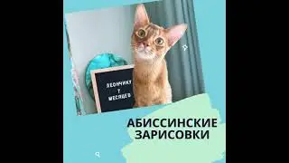 АБИССИНСКИЕ ЗАРИСОВКИ. БЕЗ КОТА И ЖИЗНЬ НЕ ТА...Ч.4.)))