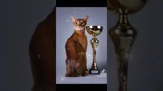 Абиссинские клубные котята