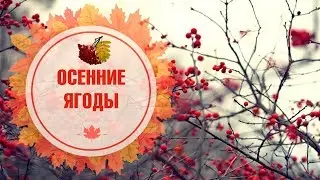 Когда собирать осенние ягоды? 🍁 Облепиха, брусника, клюква 🌟 Полезные советы hitsadTV