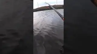 Неожиданный улов #рыбалка #fishing #карась #shorts