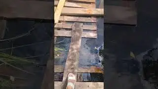 Путь к бездонному озеру. Болотное озеро Солнечногорск й район.