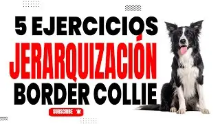 5 Ejercicios Infalibles para Establecer la Jerarquía con tu Perro