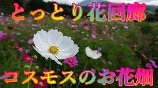 秋の香り散策 10月13日 日曜 晴れ オータムフェスティバル とっとり花回廊 コスモスのお花畑 日本 鳥取県西伯郡南部町鶴田 ジャングルドーム @WalkingYoshi