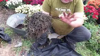 Storage of chrysanthemum multiflora spherical.