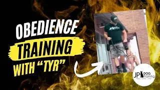 Belgian Malinois and Dutch Shepherd mix Tyr shows off his obedience work!