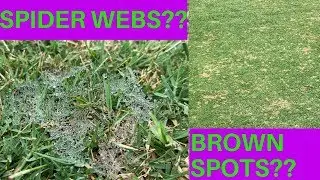 DOLLAR SPOT :: spider webs / brown spots on my lawn!