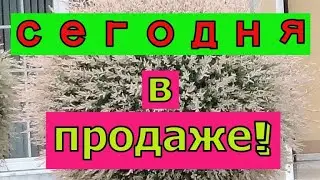 Сегодня в продаже! Многолетники. Гортензии и многое другое.
