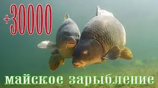 +30000. Майское зарыбление