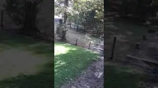 Side yard update... not looking too bad so far... still work to do