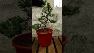 diseño de bonsai junipero