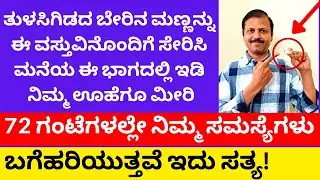 ತುಳಸಿಗಿಡದ ಬೇರಿನ ಮಣ್ಣನ್ನು ಇಲ್ಲಿ ಬಚ್ಚಿಡಿ 3 ದಿನದಲ್ಲೇ ಸಮಸ್ಯೆಗಳು ಬಗೆಹರಿಯುತ್ತವೆ | LIVE | tulasi plant