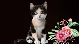 Трехцветный котёнок