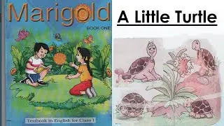 A Little Turtle  #icse #cbse#ssc#youtube#shorts