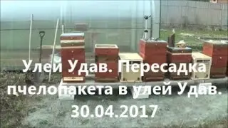 Улей Удав. Пересадка из пчелопакета в улей Удав.