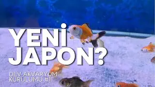 1.5 METRELİK DEV JAPON AKVARYUMU KURUYORUZ BÖLÜM 1