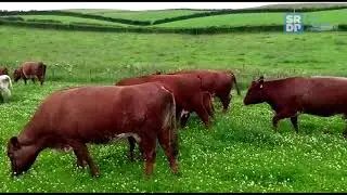 Finishing Steers doing 2kg/day at grass on Scottish borders farm