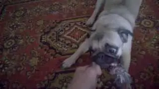 Очень злой мопс angry pug