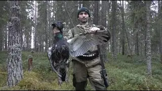 CAPERCAILLE HUNTING (you couldn't imagine anything better)))