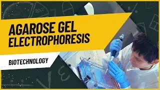 Agarose Gel Electrophoresis Class 12 biology | Biotechnology and its Principles and Processes