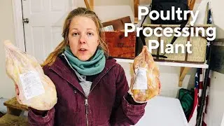 What to Expect When Taking Chickens to the Processing Plants