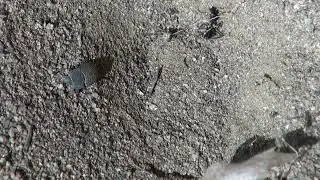 Antlion trapping ant 2024