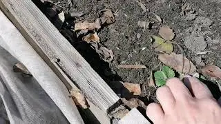 Клубничный сезон в Тюмени открыт🍓Мои посадки пережившие зиму.