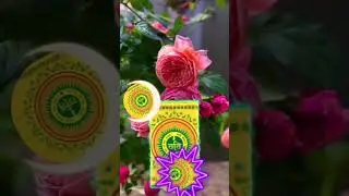 Guru Ravidas Ji Maharaj New Song