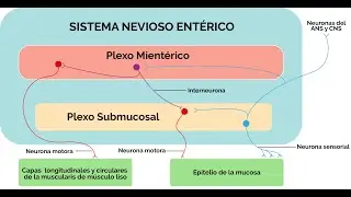importancia de la Motilidad gastrointestinal para el uso de procineticos