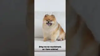 Foolish Owner