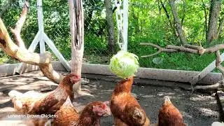 Chicken - My Chicken Start Laying Eggs