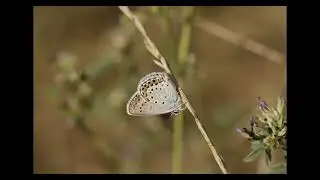 SZABBER film  Nr;  9