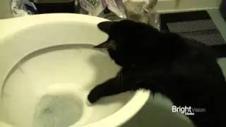 Crazy cat