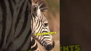 Did You Know Zebras Can Run up to 65kmph 🤯🤯