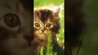 подборка милых котиков 2 :З